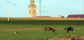 Una de las carreras de la II Jornada de octavos del Nacional Galgo