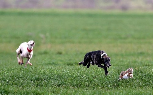 Celebrada la primera jornada de competición de la 1ª Edición de la Copa del Verdejo de Galgos en Campo