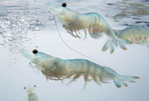 El langostino más sostenible crece en Medina del Campo