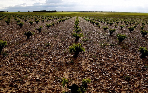 Los cultivos de la uva verdejo comenzaron entorno al siglo XVI, así como la elaboración de sus vinos