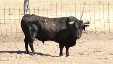 'Celebrado' Nacido en noviembre de 2010.