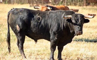 Toro del encierro de Medina del Campo