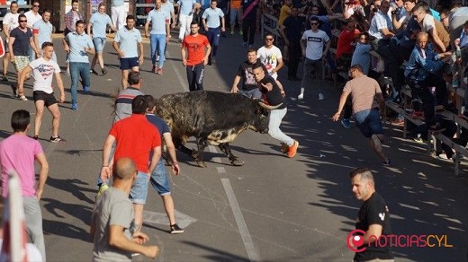 Toro de la Feria Medina del Campo.