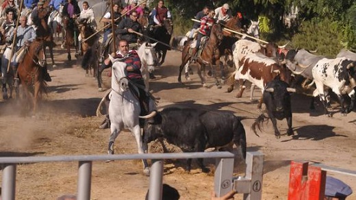 Último encierro de las Fiestas de San Antolín en Medina del Campo. / Fran Jiménez