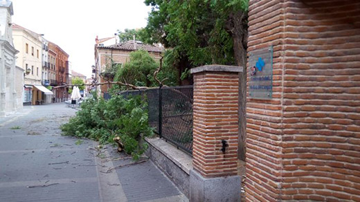 Se desprende la rama de un árbol en las jardineras del Centro de Salud.