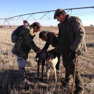 “Estela”, vencedora de la I Copa del Verdejo de Galgos en Campo.