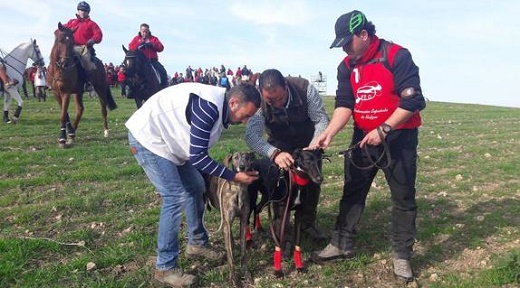 ‘Faruq de la Tata’ (derecha) en la traílla con su rival, ‘Portada de Cucarrón’, a la que eliminó tras imponerse en las dos carreras válidas disputadas ayer en la localidad sevillana de Osuna. / Fotos de la Federación Nacional de Galgos