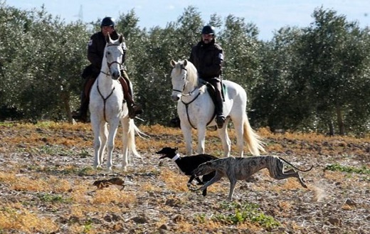 Una de las carreras disputadas hoy en los cuartos del Nacional de Galgos