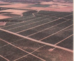 Viticultores y cerealistas se agruparon en sindicatos a principios del siglo XX. Viñedos en el término de Rueda, vecino de Medina del Campo