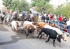 Encierros tradicionales 