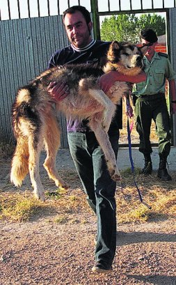 Fermín Pérez, director de la Protectora de Animales Scooby de Medina del Campo