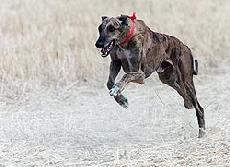 Un galgo, en plena carrera por el campo PABLO REQUEJO 