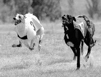 Dos galgos disputan ayer la final de la prueba de 500 metros. / FRAN JIMÉNEZ