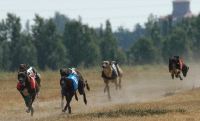 Una de las eliminatorias de las carreras de galgos con liebre mecánica celebrada ayer en Medina. / FRAN JIMÉNEZ