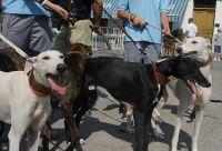 Tres de los perros participantes en la Feria Internacional de Medina. / FRAN JIMÉNEZ