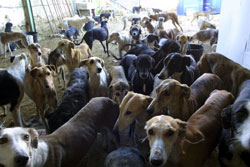 Recogida de galgos abandonados en Villafáfila (Zamora)