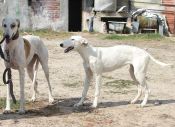 Dos galgos, en un corral de una explotación agraria de Castilla y León. 