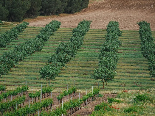 La vallisoletana Pistacyl inicia la exportación de pistacho - Foto: Pistacyl