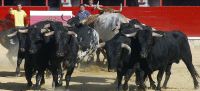 Parte de los toros desenjaulados ayer para los encierros medinenses. / FRAN JIMÉNEZ