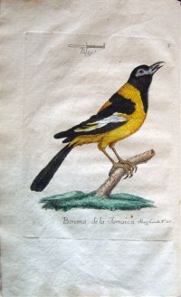 Grabado coloreado que representa a la “Bonana de la Jamaica”, perteneciente al libro:  Juan Bautista Bru, Colección de láminas que representan los animales y monstruos del Real Gabinete de Historia Natural de Madrid. Madrid, 1784 (Biblioteca de Santa Cruz) 