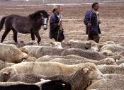 Junto a los rebaños de ovejas y cabras hicieron el recorrido algunos caballos. 