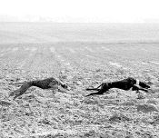 Dos galgos en plena accin durante un campeonato. 