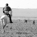 Un instante del Campeonato de España de Galgos