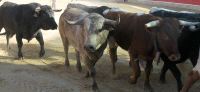 Los cabestros conducen a los corrales a varios de los toros que correrán en los encierros. / FRAN JIMÉNEZ