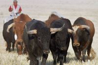 Uno de los encierros por el campo celebrado en los pasados 'sanantolines'. / FRAN JIMÉNEZ 