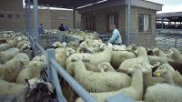 Instalaciones del Mercado Nacional de Ganados de Medina del Campo. / F. J.