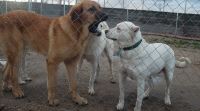 Perros, en el refugio de Scooby en Medina del Campo. / F. JIMÉNEZ