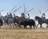 Caballistas junto a una res brava en un encierro. / FRAN JIMÉNEZ