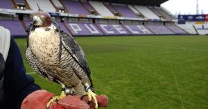 Uno de los halcones gerifaltes sobre el puo de su amo y ante su lugar de trabajo los prximos dos meses. / MIGUEL NGEL SANTOS