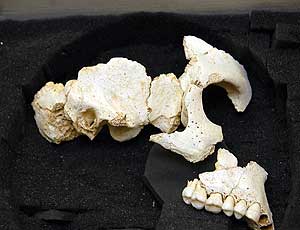 Fragmentos del resto del hominido hallado en Atapuerca (Foto: CYT)