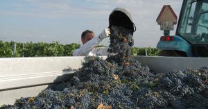 Descarga de uva en un remolque la pasada semana en Medina del Campo. / FRAN JIMÉNEZ
