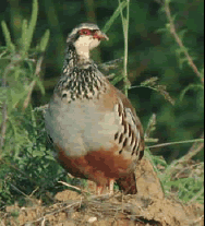 Perdiz (Alectoris rufa).