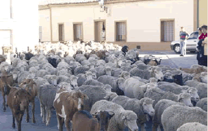 Cañada Real por Tierras de Medina.