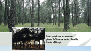 Varios ejemplos de los numerosos pinares de Tierras de Medina: Bobadilla, Ramiro o El Carpio.