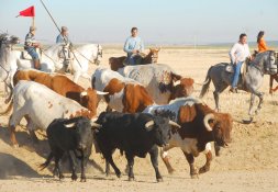 Uno de los encierros por el campo celebrado en ediciones anteriores./ FRAN JIMNEZ 