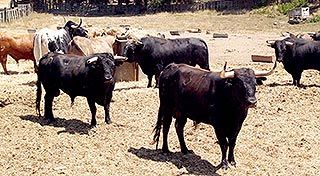 Un grupo de toros hermanados con los cabestros en la finca del empresario taurino Simón Caminero. Iván Lozalo 