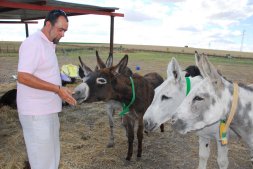 Fermín Pérez, presidente de la protectora Scooby, da de comer a varios burros en la finca de Medina del Campo. / P. G. 