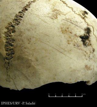 Cráneo con marcas de cortes hallado en Atapuerca. - IPHES-URV
