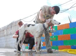 Uno de los galgos de la protectora que puede ser adoptado. / P. G.