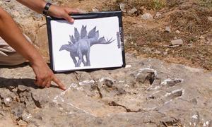 Las huellas de estegosaurio más grandes del mundo