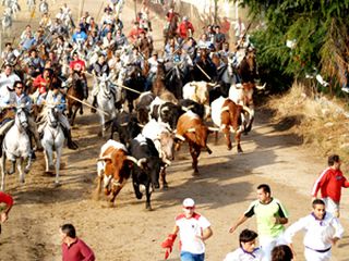 Encierro celebrado en Medina del Campo.