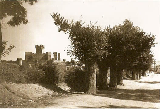 Sendero de olmos en las inmediaciones del Copal.- Década de 1960