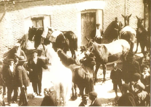 Mercado mular y caballar. Maro de 1929