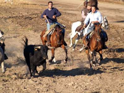 Los caballistas intentan reconducir uno de los toros escapados en el encierro. EFE/Archivo