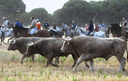 Los picadores a caballo vigilan a los toros en el encierro campero. / FRAN JIMÉNEZ