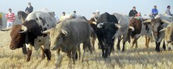 Encierro por el campo en el pasado San Antolín. / F. JIMÉNEZ